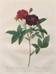 Die Rosen: Rosa Gallica Purpurea Velutina Parva, 1817-1824