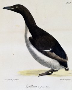 Dickschnabellumme, aus Voyage pittoresque autour du monde von Langlume Langlume