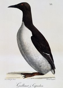 Trottellumme (Uria aalge), aus Voyage pittoresque autour du monde von Langlume Langlume