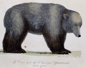 Grauer Bär (Ursus griseus), aus Voyage pittoresque autour du monde von Langlume Langlume