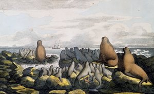 Seebären von der Sankt-Paul-Insel, Alaska, aus Voyage pittoresque autour du monde von Langlume Langlume