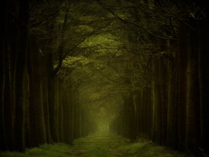 Dunkler Waldweg