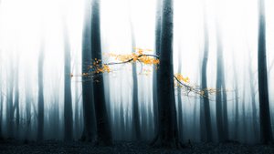 Nebliger Waldglanz von Lars van de Goor †