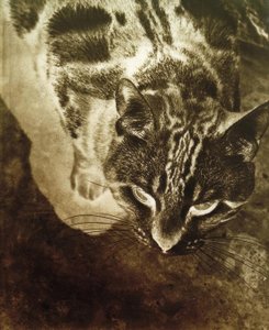 Katze von Laszlo Moholy Nagy