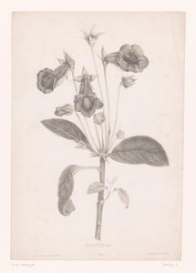 Gloxinie von Laure Devéria