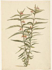 Blühende Frederiksblume (Asclepias curassavica)