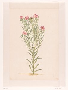 Pflanze mit rosa Blüten von Laurens Vincentsz. van der Vinne
