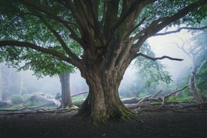 Das Licht, das wartet von Lee Cooper
