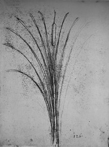 Eine Binsenpflanze, ca. 1480, 1945