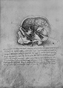 Anatomische Zeichnung eines Schädels nach links, ca. 1480, 1945 von Leonardo da Vinci