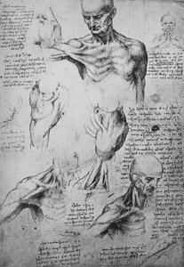 Anatomische Zeichnungen eines Männerhalses und Schultern von Leonardo da Vinci