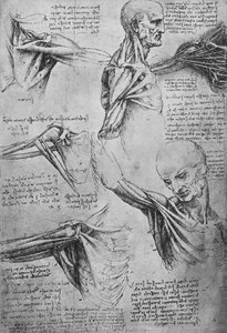 Anatomische Studien eines Männerhalses und Schultern, ca. 1480, 1945 von Leonardo da Vinci
