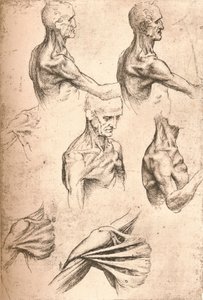 Anatomische Zeichnung, um 1472-um 1519, 1883