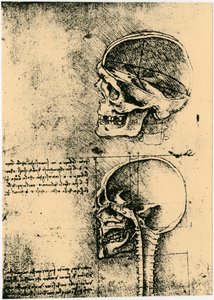 Anatomische Skizze, zwei Studien eines menschlichen Schädels von Leonardo da Vinci