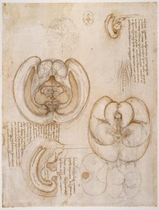 Anatomiestudien