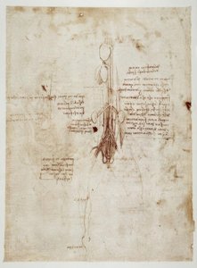Anatomiestudien