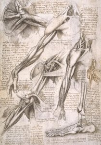 Anatomiestudien von Leonardo da Vinci