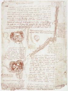Anatomiestudien: Bewegung des Ellbogengelenks / Fetus im Uterus von Leonardo da Vinci