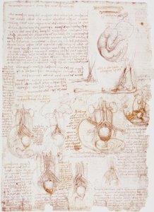 Anatomiestudien: Nabelschnur / Fötus...