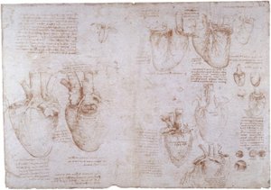 Anatomiestudien: Oberflächenvenen