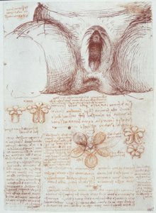 Anatomiestudien: Vulva einer multiparen Frau nach der Geburt von Leonardo da Vinci