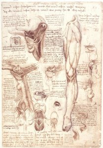 Anatomiestudien: Zunge, Rachen, Kehlkopf und Speiseröhre von Leonardo da Vinci