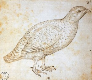 Tierstudien: Wachtel, von Leonardo da Vinci