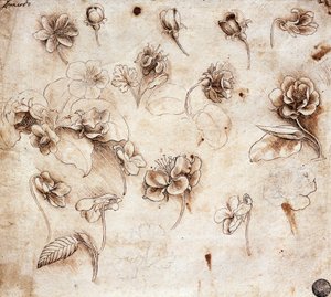 Botanische Tafel, Zeichnung 237