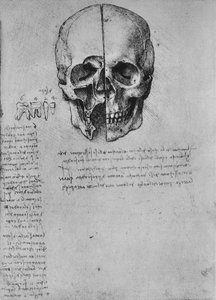 Zeichnung von zwei Hälften eines Schädels, ca. 1480 1945 von Leonardo da Vinci