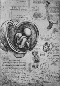 Zeichnungen eines Embryos im Uterus, um 1480 von Leonardo da Vinci
