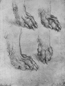 Vier Studien der Pfoten eines Hundes oder Wolfs, ca. 1480, 1945 von Leonardo da Vinci