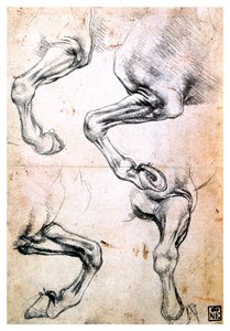 Vier Studien von Pferdebeinen, ca. 1500
