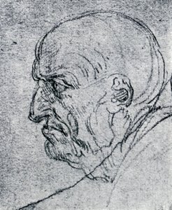 Kopf eines alten Mannes von Leonardo da Vinci