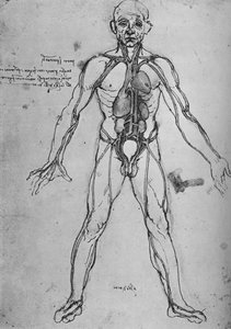 Mann als anatomische Figur gezeichnet, um Herz, Lungen und Hauptarterien zu zeigen, ca. 1480, 1945 von Leonardo da Vinci