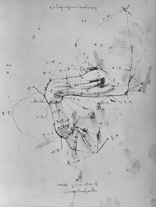 Vermessene Zeichnung des Vorderbeins eines Pferdes, ca. 1480 1945 von Leonardo da Vinci