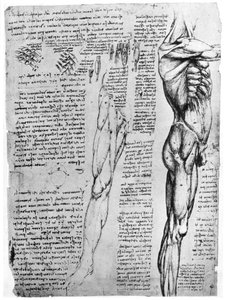 Muskelstudien, spätes 15. oder frühes 16. Jahrhundert von Leonardo da Vinci