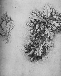 Eichenblätter mit Eicheln und Färber-Ginster, ca. 1480, 1945 von Leonardo da Vinci