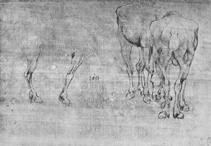 Studien von grasenden Pferden, ca. 1480 von Leonardo da Vinci