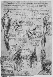 Studien der Muskeln des Gesichts und Arms von Leonardo da Vinci