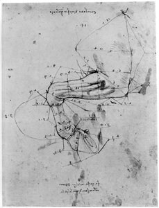 Studie zur Proportion eines Pferdebeins, spätes 15. oder frühes 16. Jahrhundert von Leonardo da Vinci