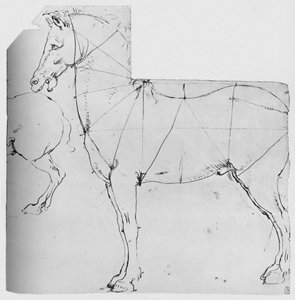 Studie eines Pferdes, das zur Vermessung markiert ist von Leonardo da Vinci