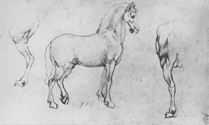 Studie eines Pferdes, sein linkes Hinterbein und seine Hinterpartie, ca. 1480, 1945