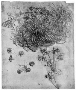 Studie einer Stern von Bethlehem Pflanze, 1505-1507, 1954 von Leonardo da Vinci