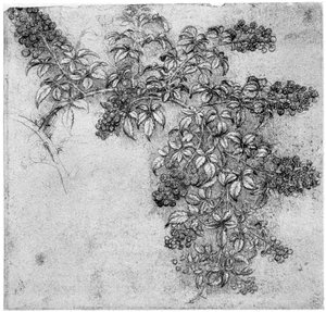 Studie eines Brombeerzweigs, spätes 15. oder frühes 16. Jahrhundert, 1954 von Leonardo da Vinci