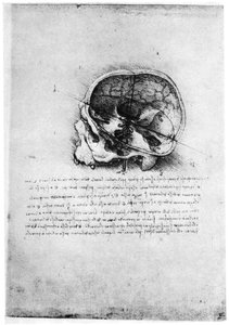 Studie eines menschlichen Schädels, spätes 15. oder frühes 16. Jahrhundert, 1954 von Leonardo da Vinci