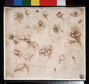Studie von Blumen von Leonardo da Vinci
