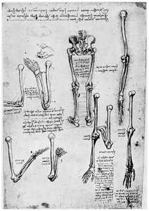 Studie menschlicher Knochen, spätes 15. oder 16. Jahrhundert, 1954 von Leonardo da Vinci