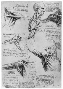 Studie der Schultergelenke, 1510-1511 von Leonardo da Vinci