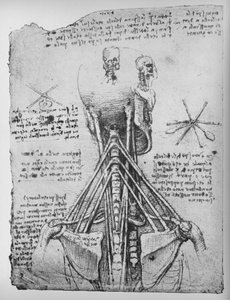 Studie der Rückansicht eines Skeletts, die Sehnen des Halses zeigend, ca. 1480 1945