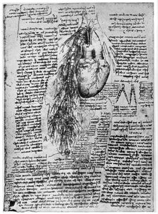Studie des Herzens und der Bronchialarterien, spätes 15. oder frühes 16. Jahrhundert von Leonardo da Vinci
